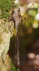 Gynacantha nervosa image