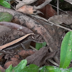 Anolis lemurinus