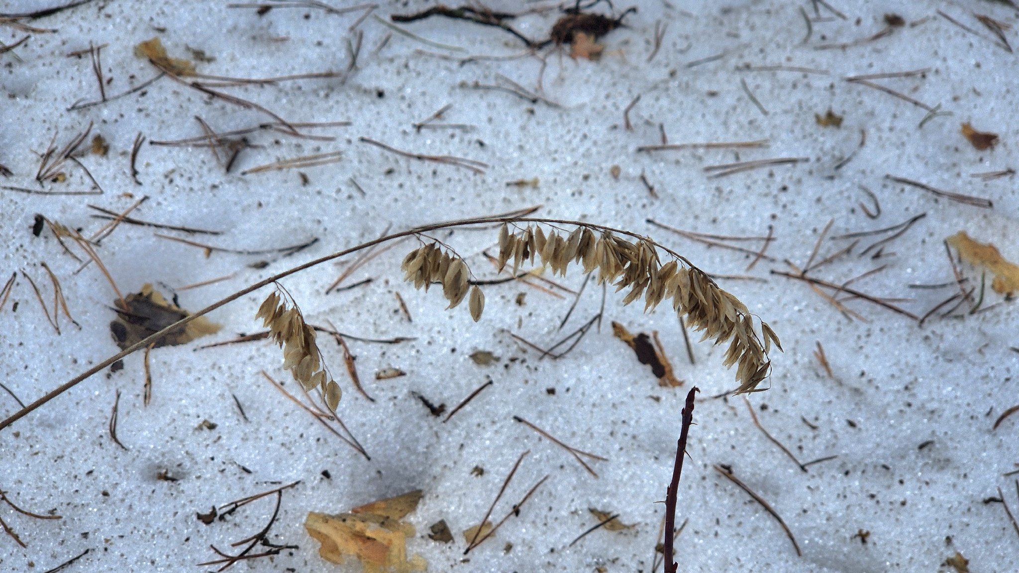 Siberian Melicgrass (Melica altissima)