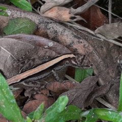Anolis lemurinus