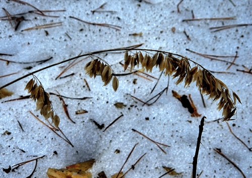 Foto de Melica altissima