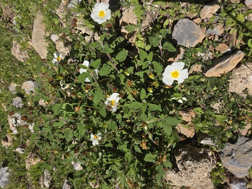 Sage-leaved Rock-rose