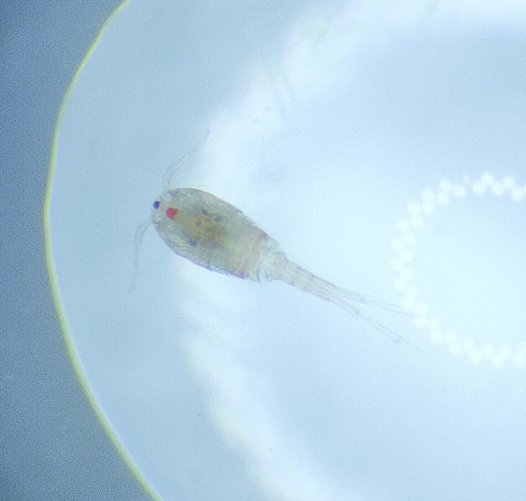 Cyclopidae from 中国北京市房山区 on March 28, 2026 at 01:00 PM by 管牧山 · iNaturalist