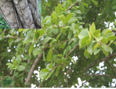 Leuenbergeria guamacho