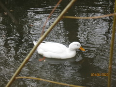 Anas platyrhynchos domesticus