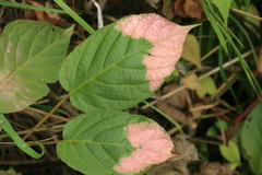 Actinidia kolomikta