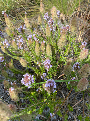 Florida pennyroyal (Piloblephis rigida)