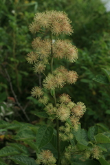 Aralia cordata sachalinensis