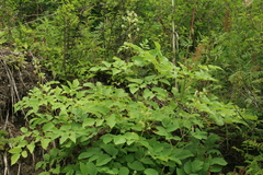 Aralia cordata sachalinensis