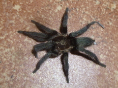 Catumiri argentinense