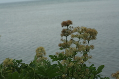 Aralia cordata sachalinensis