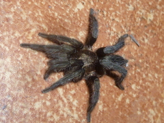 Catumiri argentinense