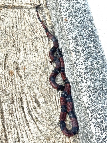 Double-banded Coral Snake Mimic