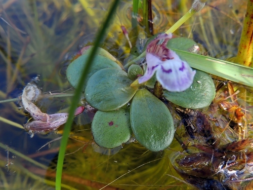 Escarpment False Pimpernel (Lindernia conferta)