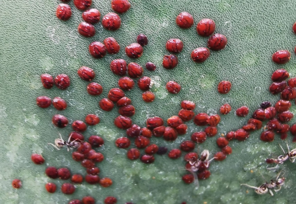 Pulvinariscinae