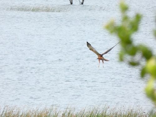 iNaturalist image
