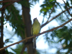 Tolmomyias