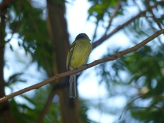Tolmomyias
