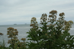 Aralia cordata sachalinensis