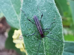 Rhopalophora angustata