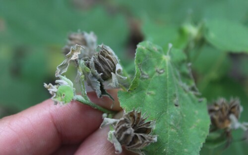 Coastal Indian Mallow (Abutilon permolle)