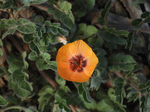 Kallstroemia boliviana (Kallstroemia boliviana)