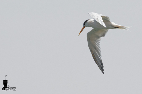 Elegant Tern (Thalasseus elegans), photo 6