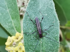 Rhopalophora angustata