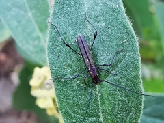 Rhopalophora angustata