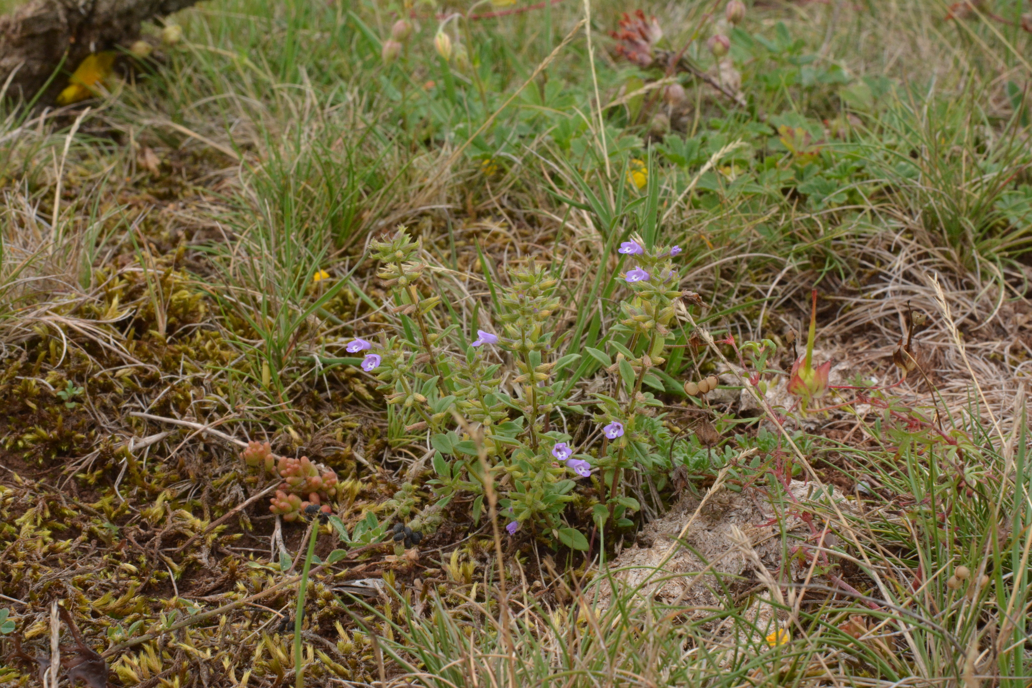 Basil-Thyme (Clinopodium acinos)