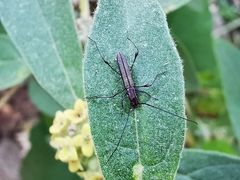 Rhopalophora angustata