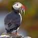 Atlantic Puffin - Photo (c) Paul Steeves, some rights reserved (CC BY-NC), uploaded by Paul Steeves