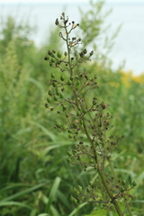 Scrophularia grayana