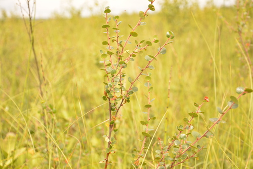 Dwarf Birch (Betula nana)