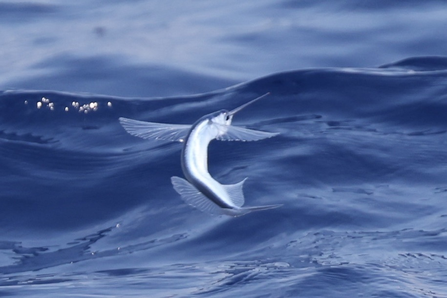 Flying halfbeak (Euleptorhamphus viridis) — Hemiramphidae