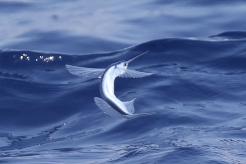 Flying halfbeak (Euleptorhamphus viridis) — Hemiramphidae
