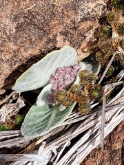 Asclepias nummularia