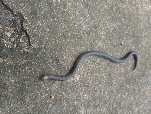 Pamplona Ground Snake
