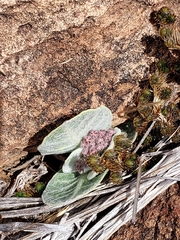 Asclepias nummularia