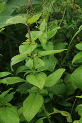 Scrophularia grayana