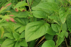 Scrophularia grayana