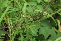 Scrophularia grayana