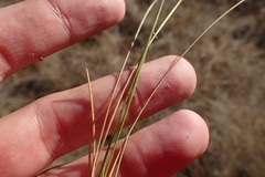 Aristida stricta