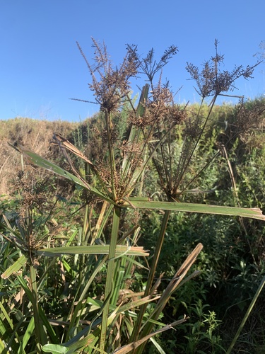 Fig Sedge (Cyperus dives)