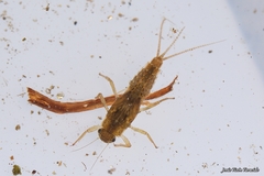 Ephemerellidae