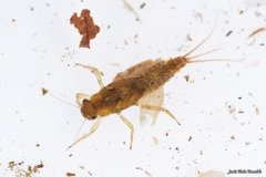 Ephemerellidae