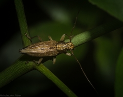 Temnosternus planiusculus