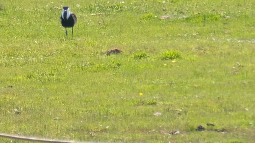 iNaturalist: (c) Sean Cole, some rights reserved (CC BY-NC), uploaded by Sean Cole iNaturalist image