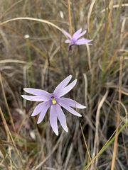 Pinguicula planifolia
