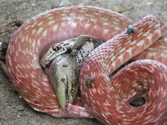 Masticophis flagellum piceus